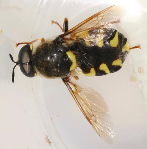 Réf. 323 803 : Stratiomys chamaeleon